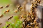 Recent bee attack highlights the danger of disturbing hives bees
