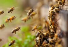 Recent bee attack highlights the danger of disturbing hives bees