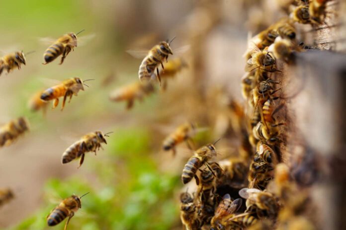 bees