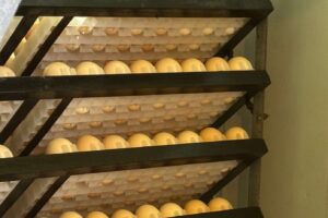 eggs