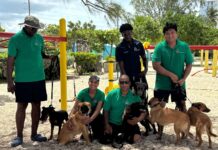 Department of Agriculture hopes a walk on the beach leads to adoption department of agriculture