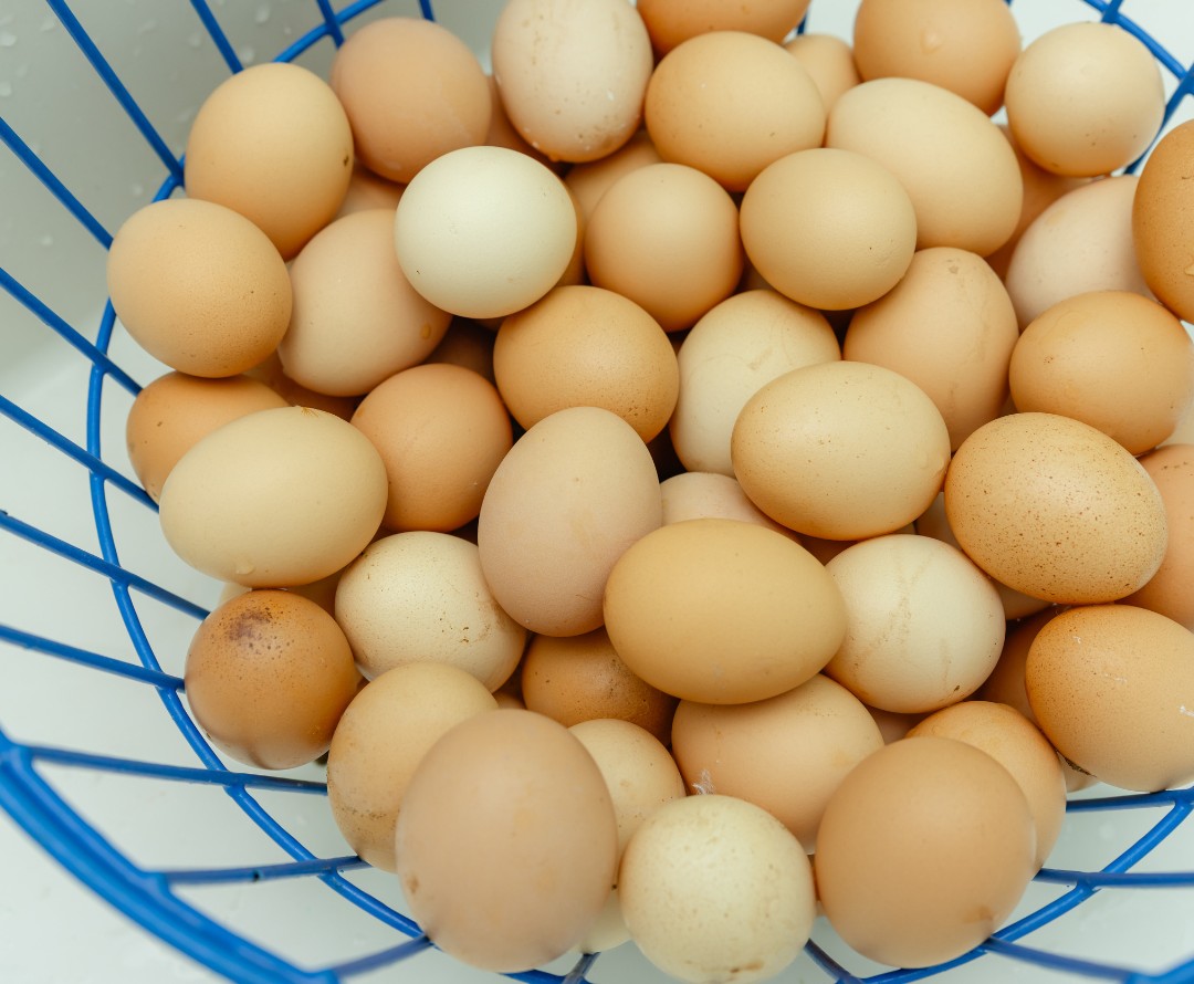 Eggs from the production facility