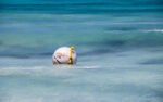 Mooring buoys awaiting repairs across Cayman Islands Mooring buoy