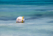 Mooring buoys awaiting repairs across Cayman Islands Mooring buoy