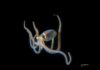Compass tries out … blackwater diving