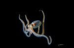 Compass tries out … blackwater diving