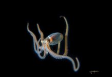 Compass tries out … blackwater diving