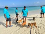 Meet, greet and walk with puppies on Sunday morning Department of Agriculture staff members with four-legged friends at a previous 'Puppies on the Beach' event.