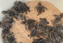 Record loggerhead turtle nest numbers reported Loggerhead turtles are enjoying a record nesting year in the Cayman Islands. - Photo: File, Department of Environment