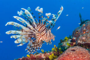 Lionfish are an invasive threat to marine life and coral reefs. - Photo: File