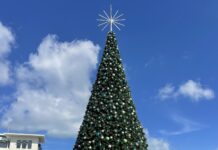 It’s September, but importers already thinking about Christmas trees