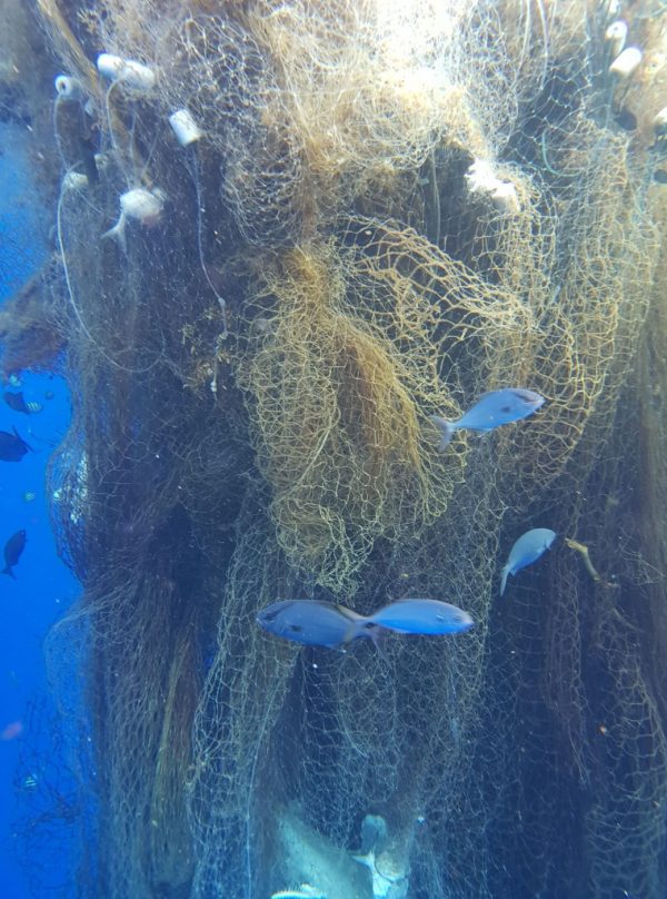 The net had hundreds of dead fish and sharks trapped inside