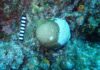 Deadly stony coral disease reaches Little Cayman A coral is infected with stony coral tissue loss disease in Little Cayman. The first confirmed cases of the disease on the smallest of the Cayman Islands have been reported. - Photo: Department of Environment