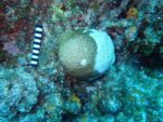 Deadly stony coral disease reaches Little Cayman A coral is infected with stony coral tissue loss disease in Little Cayman. The first confirmed cases of the disease on the smallest of the Cayman Islands have been reported. - Photo: Department of Environment
