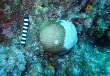 Deadly stony coral disease reaches Little Cayman A coral is infected with stony coral tissue loss disease in Little Cayman. The first confirmed cases of the disease on the smallest of the Cayman Islands have been reported. - Photo: Department of Environment
