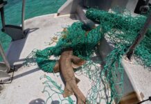 Shark recovery in Cayman brings rise in fishing encounters shark