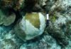 Spread of coral disease around Little Cayman ‘inevitable’