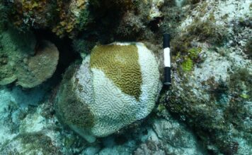 Stony coral disease progressing slowly around Little Cayman