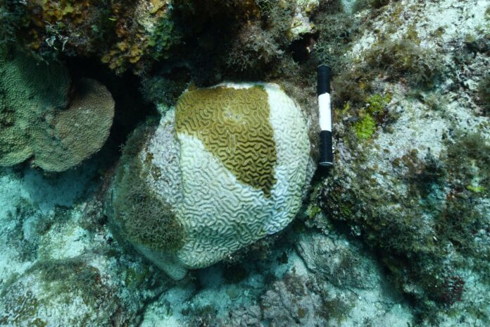Stony Coral Tissue Loss Disease at Soto Trader