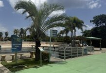 Turtle meat sold at less than a third of the cost to produce Cayman Turtle Centre