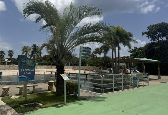 Cayman Turtle Centre