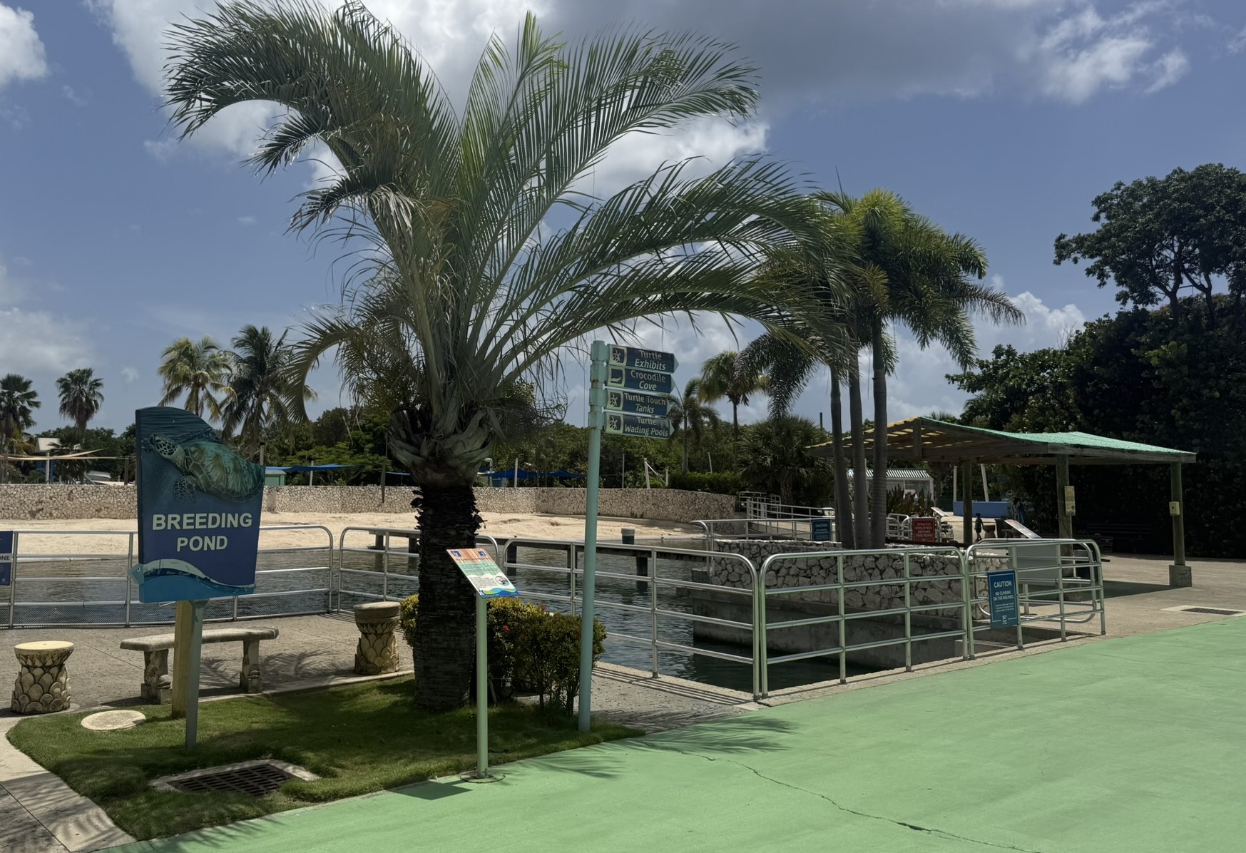 Turtle meat sold at less than a third of the cost to produce - Cayman ...