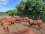 Cayman hosts historic first red poll cattle auction cattle