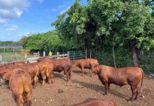 Cayman hosts historic first red poll cattle auction cattle