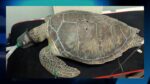Poachers plead guilty to taking turtle from marine park