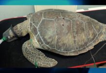 Turtle poachers fined, vehicles forfeited, in ‘pivotal’ sentencing