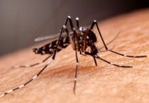 Cayman stays vigilant as mosquito-borne diseases surge abroad mosquito