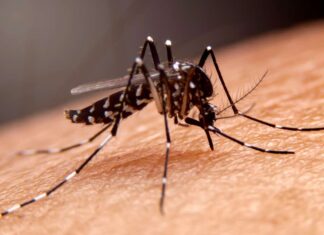 Cayman expands travel advisory over mosquito-borne illnesses concerns mosquito