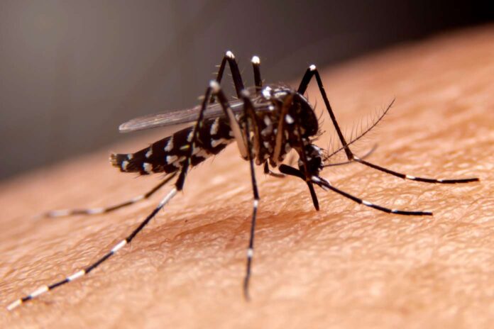 mosquito