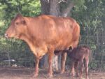 Red Poll breeding programme welcomes new calves red poll