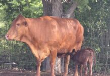 Red Poll breeding programme welcomes new calves red poll