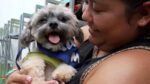 Dogs get break from full animal shelter at ‘Puppy Rodeo’