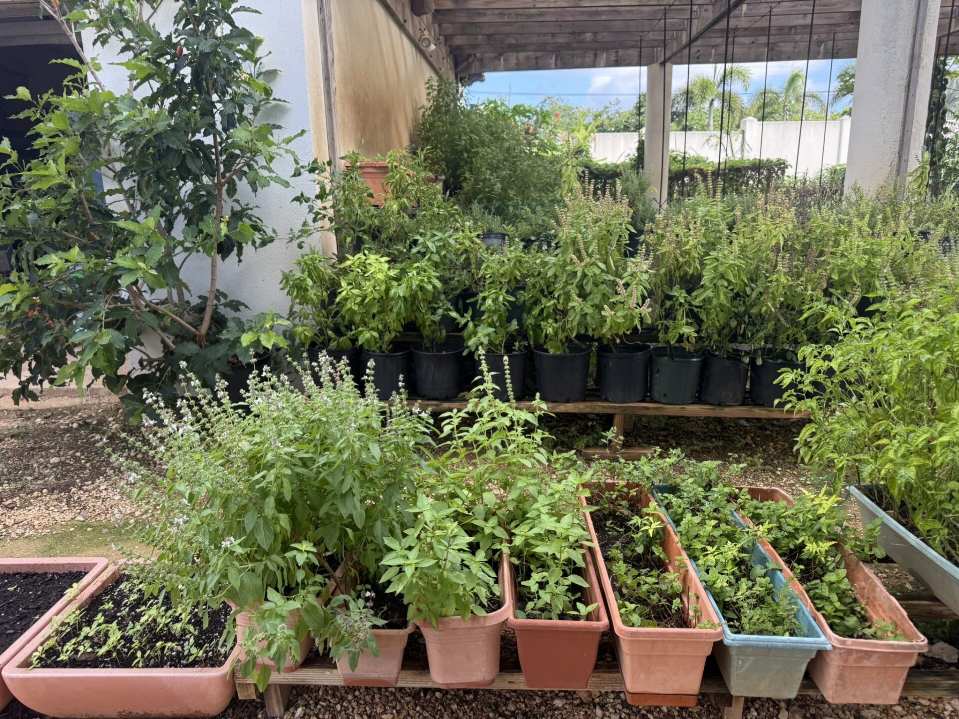Some of the herbs cultivated at the farm at Le Soleil d'Or Some of the herbs cultivated at the farm at Le Soleil d'Or