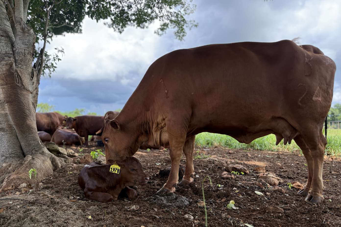 red poll