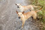 Animal charity flags surge in abandoned dogs across Cayman dogs