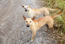 Animal charity flags surge in abandoned dogs across Cayman dogs