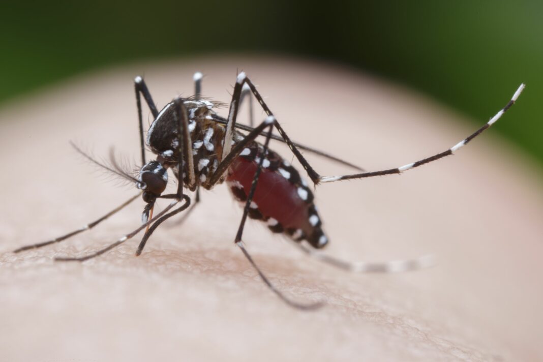 Dengue fever is spread by the Aedes aegypti mosquito.