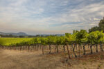 Rombauer Vineyard’s wines shine at Luca