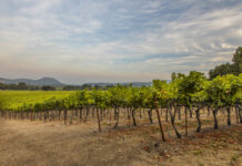 Rombauer Vineyard’s wines shine at Luca