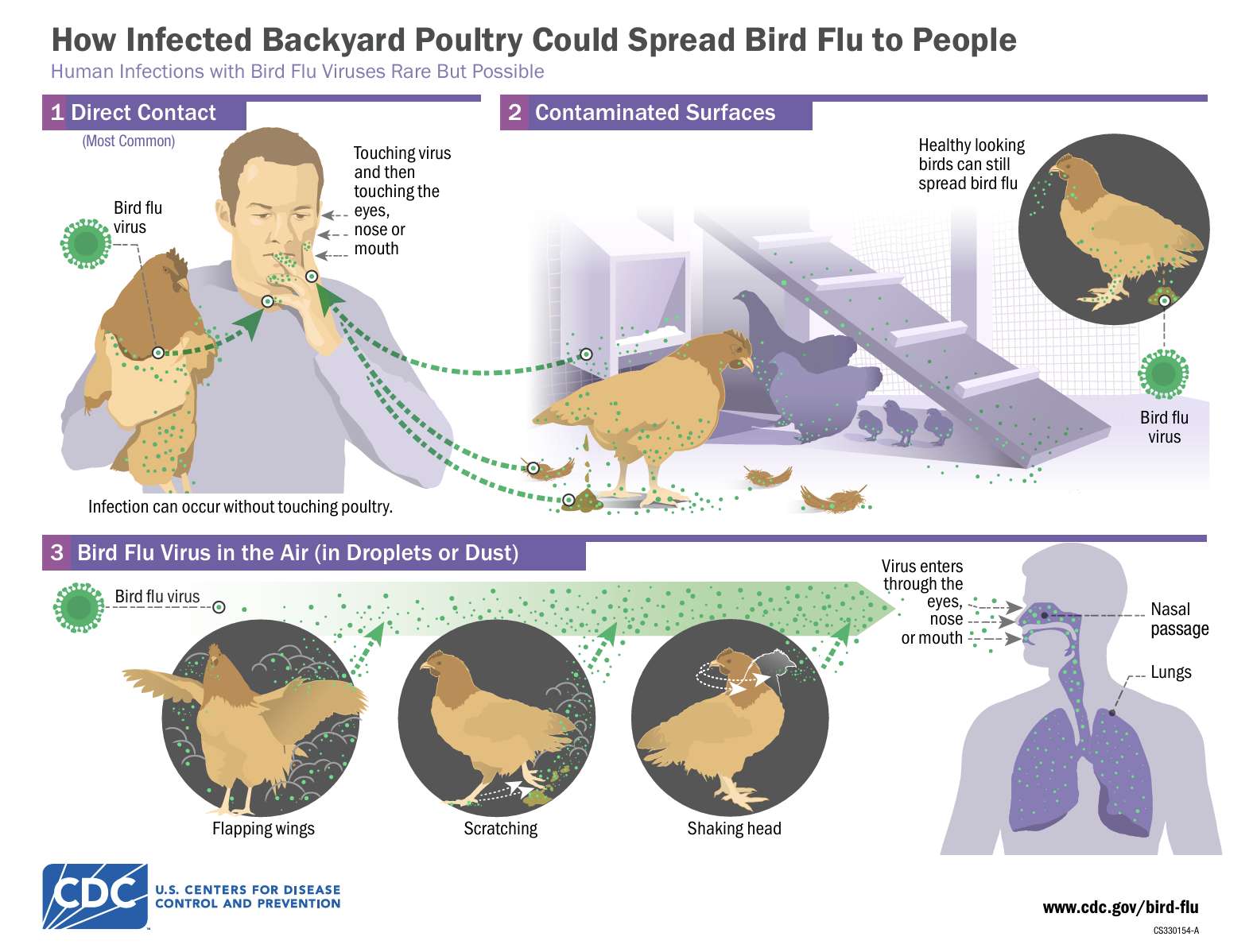 bird flu