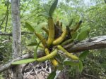 Native plants at Botanic Park get £50,000 grant from UK