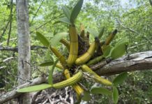 Native plants at Botanic Park get £50,000 grant from UK