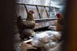 Multi-agency response launched as bird flu detected in Cayman bird