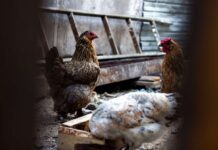 Multi-agency response launched as bird flu detected in Cayman bird