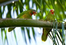 Cayman quietly emerging on the global environmental scene