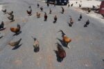 Migratory bird origin for Cayman’s avian flu outbreak not certain avian flu